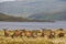 Photo of Deer in Highland Wildlife Park in Scotland .