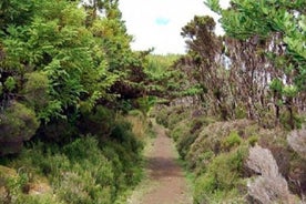 Wandern Sie 3 Stunden im Landesinneren der Insel Terceira