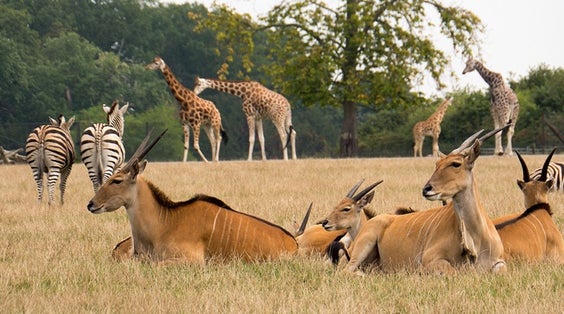 Photo of Knuthenborg Safaripark that is a safari park on the island of Lolland in the southeast of Denmark.