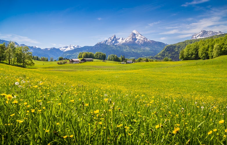 Photo of Idyllic landscape in the Alps with fresh green meadows and blooming flowers and snow-capped mountain tops in the background .