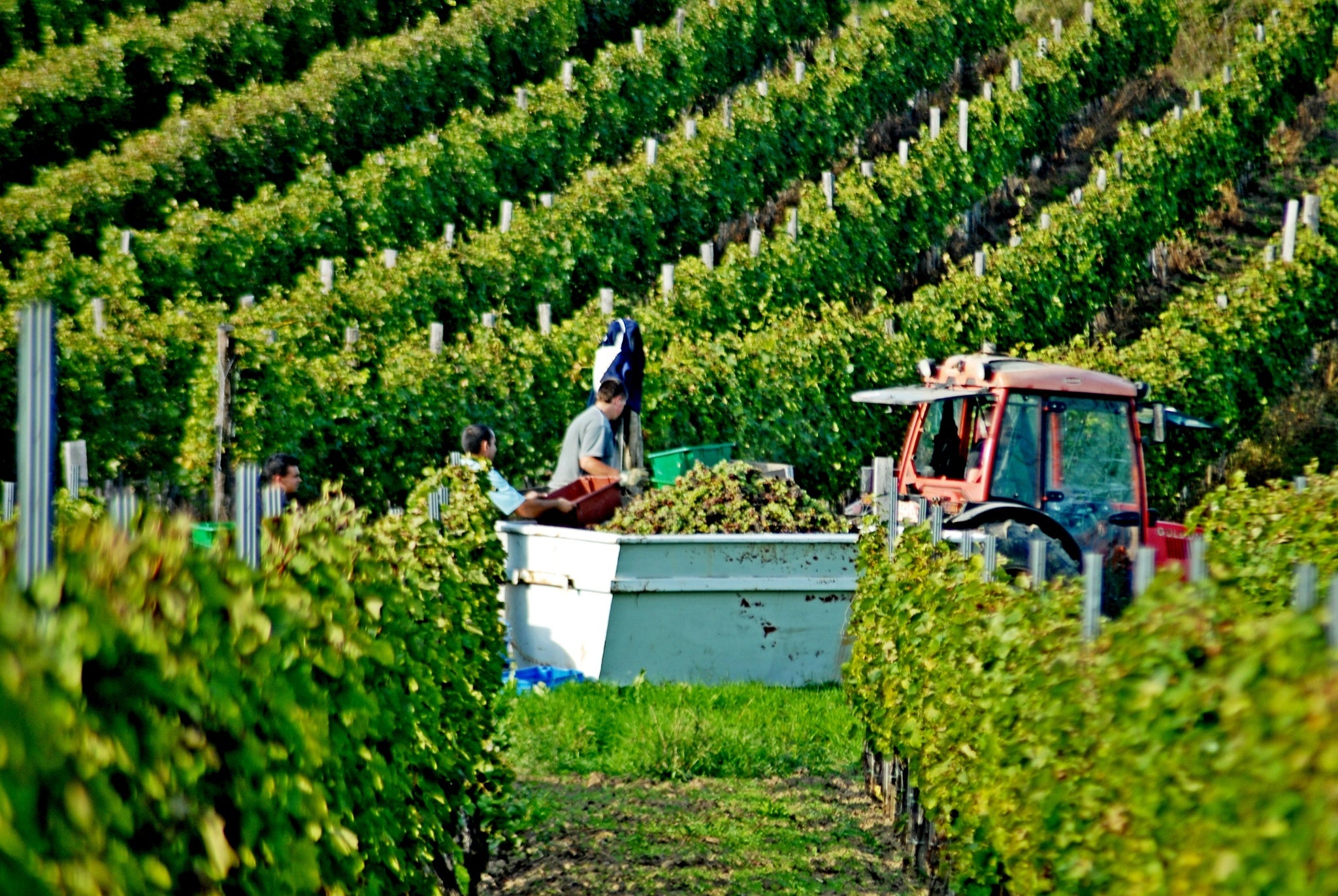 Hungary autumn harvest.jpg