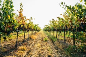 Private Tour from Matera through Ginosa vineyards with tasting