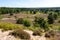 photo of landscape with heather with purple flowers and hiking trails in the Dutch countryside with trees in the background, sunny summer day in Brunssummerheide in the Netherlands.