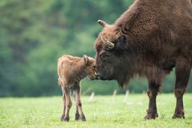 Bialowieza National Park Small Group Tour from Warsaw with Lunch included