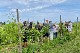 Vinsmagning og rundvisning i Lugana-vine i Sirmione