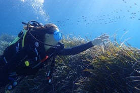 Schnuppertauchen mit Boot auf Mallorca