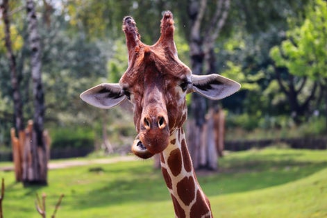 Photo of A portrait of a reticulated giraffe head in the zoo park Dvůr Králové in the Czech Republic.