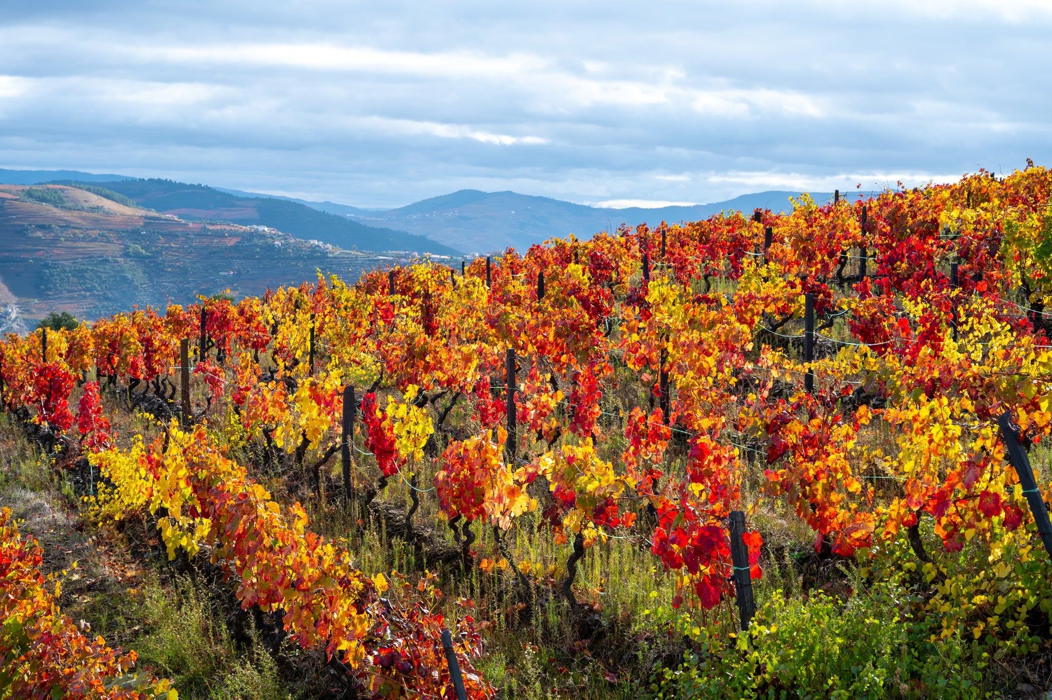 Autumn in Portugal.jpg