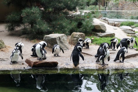 Photo of penguins are among the animals and the most popular in Antwerp Zoo, Belgium.