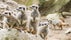 Photo of Meerkats in Newquay zoo, UK.