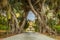 Photo of charming pathway through two big ficus trees, surrounded by lush flowers and plants, San Anton Gardens also known as the President's Gardens, in Attard, Malta.