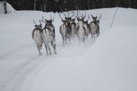 Sápmi Experience