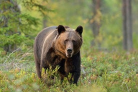 Met een kleine groep bruine beren spotten vanuit Brașov