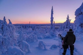 Kiruna: Guided Afternoon Drive Your Own Dog Sled Tour