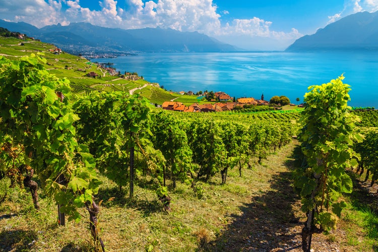 Photo of amazing vine rows with Lake Geneva in background, Switzerland.