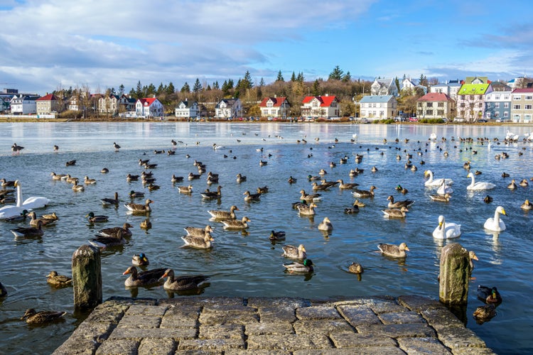 Reykjavik Lake (Tjörnin).jpg