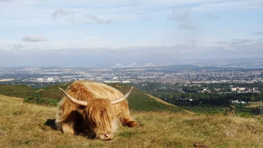 A Scottish Highland cattle lying down peacefully on the grassy slopes of the Pentland Hills, Scotland.jpg