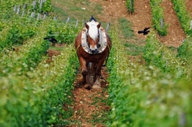 Excursion privée d'une journée complète avec dégustation de vin, comprenant 6 Grands Crus, le meilleur de la Bourgogne