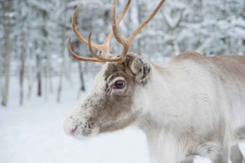 Heimsókn á Hreindýrafarm með Sleðaferð