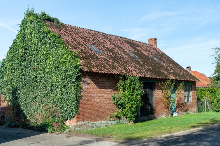 Photo of A typical old house or barn overgrown with ivy and a roof made of asbestos-containing materials in the Kempens ,Germany.