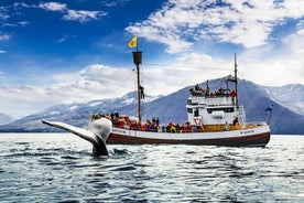 Traditionell ekskepp, valskådningstur från Husavik