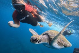 Snorkeling e passeio de barco em uma área de tartarugas