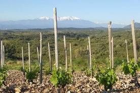 Paseos en el corazón de los viñedos secretos alrededor de Collioure, degustaciones