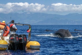 Expédition pour observer les baleines aux Açores