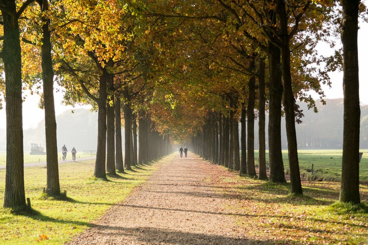 photo of view of People walking on footpath, lane with trees on both sides in autumn in Baarn, Netherlands.