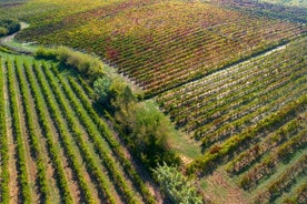 Tour privato di spumante Bairrada di un'intera giornata da Coimbra