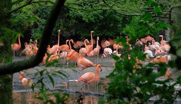 Vogelpark Avifauna