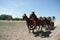 Révbéri Equestrian Center, Solt, Kalocsai járás, Bács-Kiskun, Southern Great Plain, Great Plain and North, Hungary