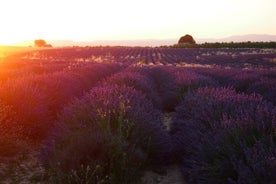 Tour de lavanda al atardecer desde Aix-en-Provence