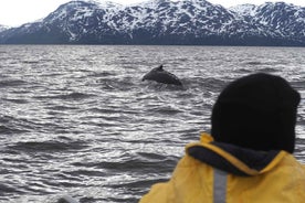 Frá Alta: Hvalaskoðun í litlum hóp