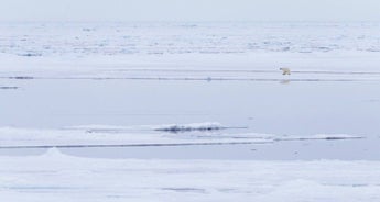 Spring awakening and summer in Spitsbergen