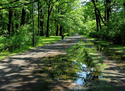 The power of May greenery. Lodz, Poland - May 12, 2018 Dreamlike colors, light and shadows during a sunny May day in the city park in Lodz.