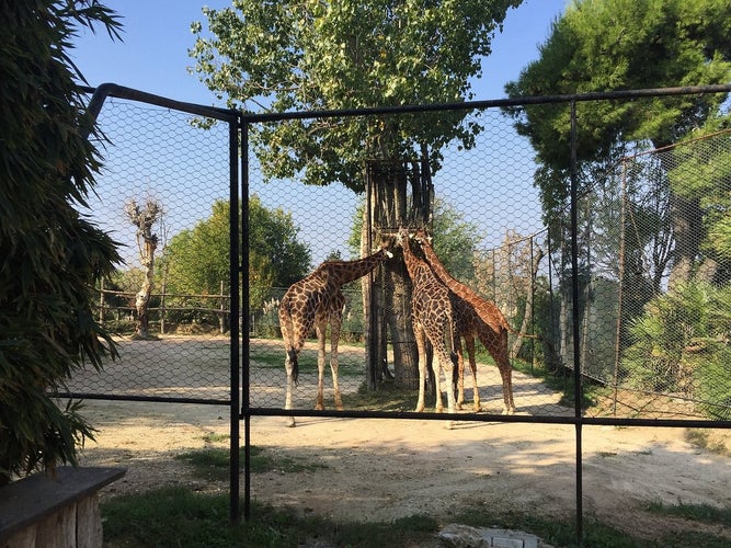 Parco Zoo Falconara in the village of Falconara Marittima, Provice of Ancona, Marche in Italy.