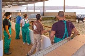 フェルテベントゥラ島での朝食付きチーズ作りワークショップ