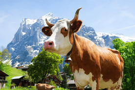 From Zurich: Chocolate and Cheese Tour in Appenzell