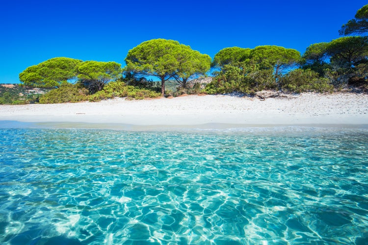 Photo of sandy Palombaggia beautiful beach with pine trees and azure clear water, Porto Vecchio ,Corsica, France.