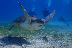 Activité de plongée sous-marine à Pernera