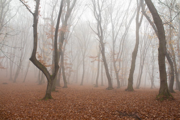 Hoia-Baciu Forest.jpeg