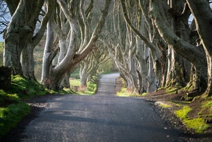 Ireland in June: When the Emerald Isle is Greener