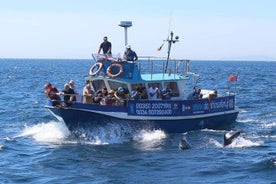 Delfinskådning i Gibraltar med den blå båten Dolphin Safari