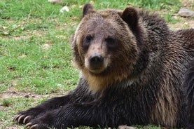 Bear Sanctuary och Dracula's Castle, 1-dagars privat rundtur