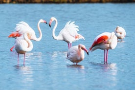 アルブフェラ デス グラウ自然公園でのハイキング