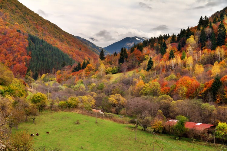 Autumn colors in Rila National Park, Bulgaria, with a mountain backdrop..jpg