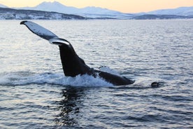 Polar Whale Safari From Tromsø