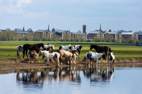 Photo of horses grazing in Port Meadow, Oxford, England.