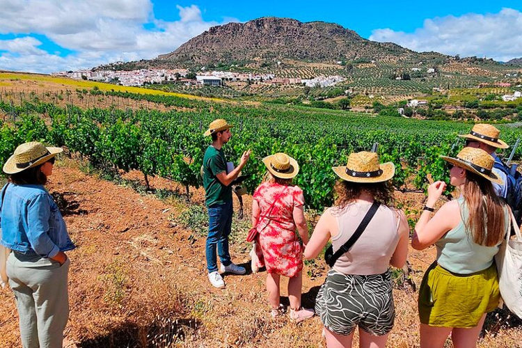 A group of individuals wearing straw hats observes a lush vineyard in Malaga, showcasing the beauty of the landscape..png